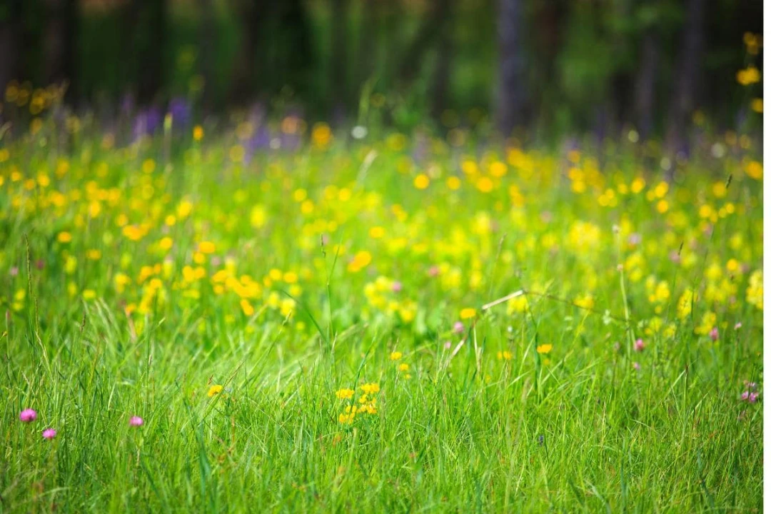 zioła wzmacniające żyły