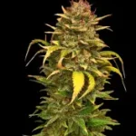 Jak bezpiecznie i legalnie zbierać nasiona konopi? Przewodnik dla początkujących